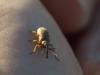 Dorytomus sp.